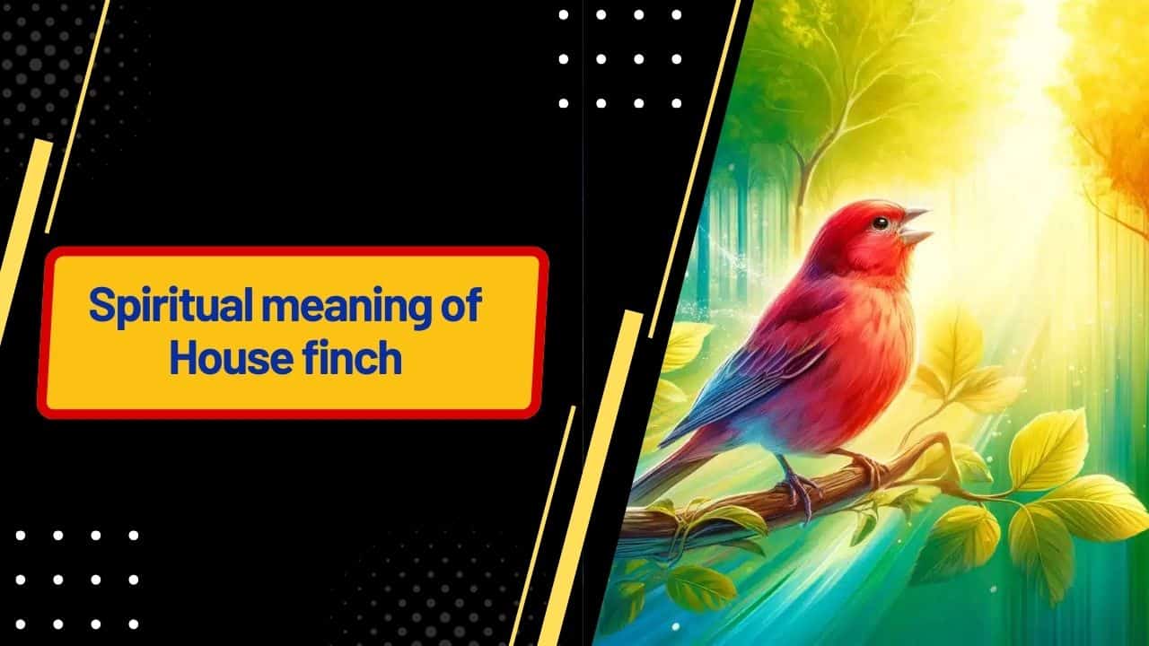 Spiritual meaning of House finch
