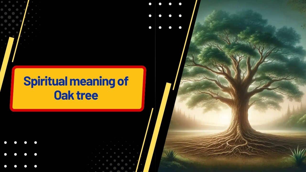 Spiritual meaning of Oak tree